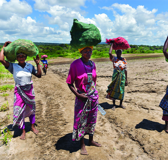 product-lavendar-fields alt