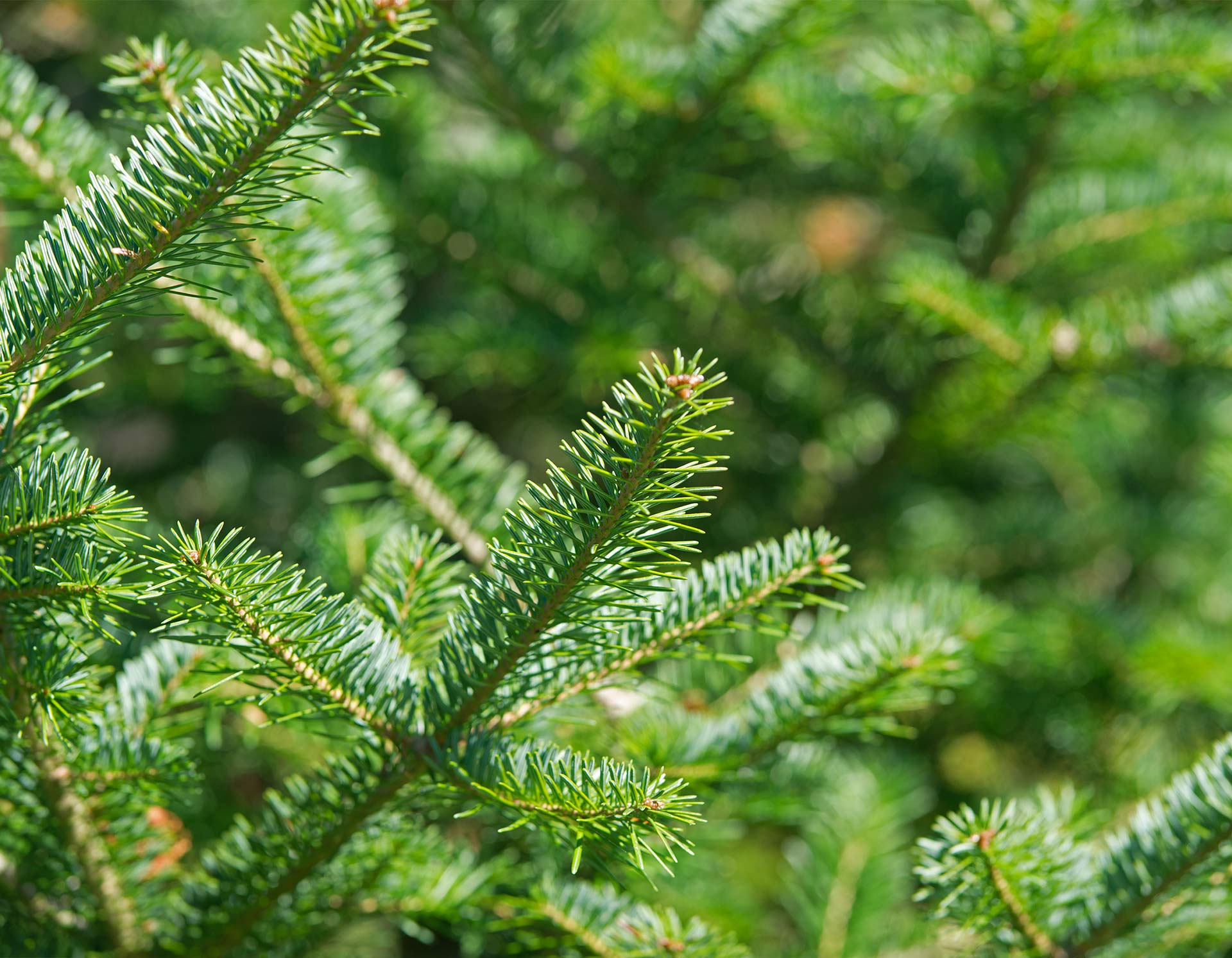 <!-- product_uses_image_alt -->