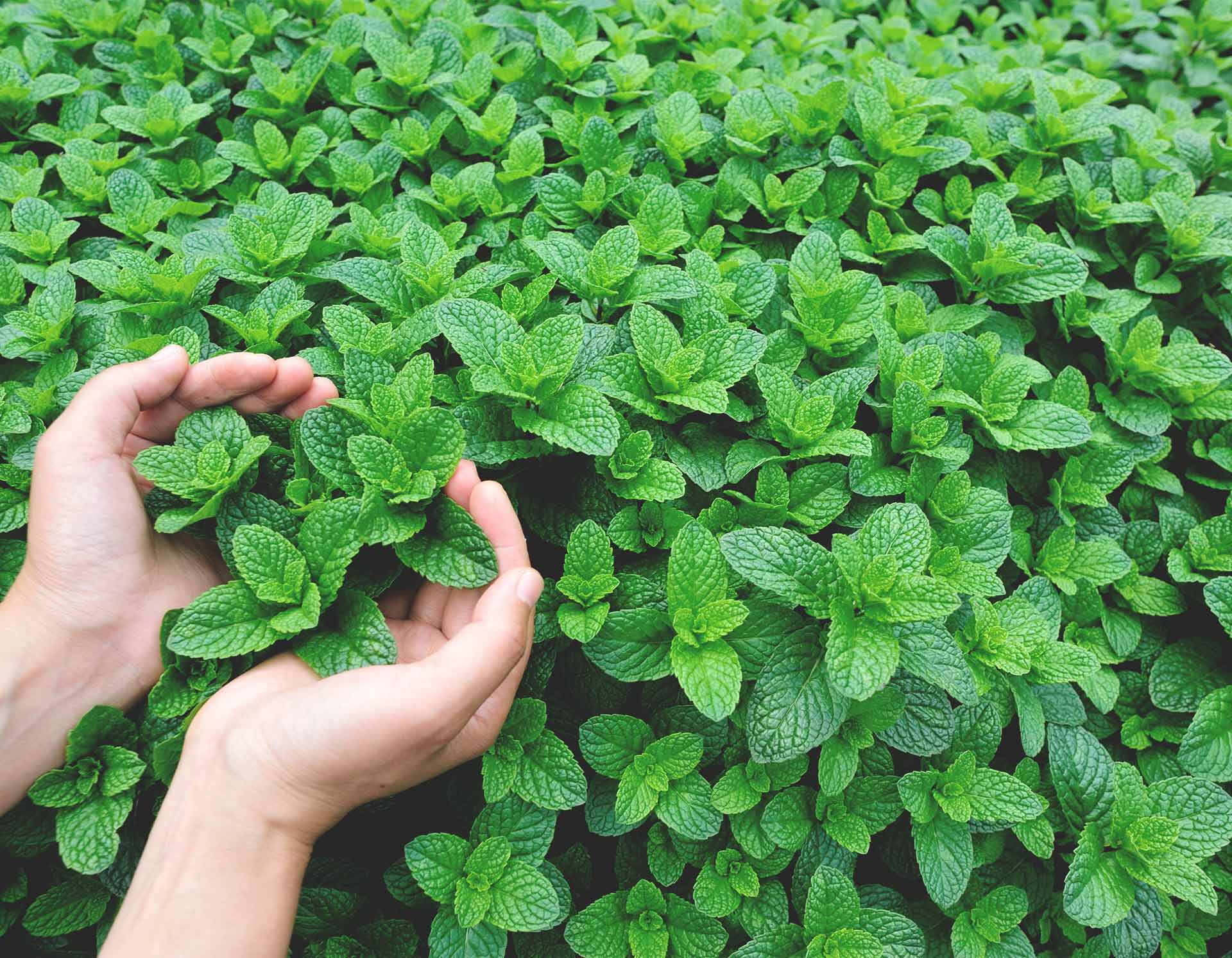 <!-- product_uses_image_alt -->