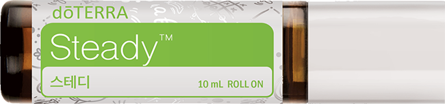 스테디