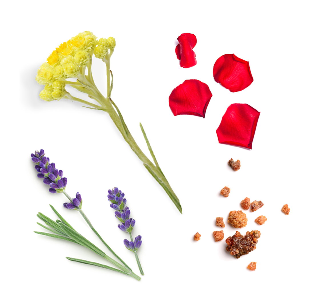 Immortelle What's Inside Image