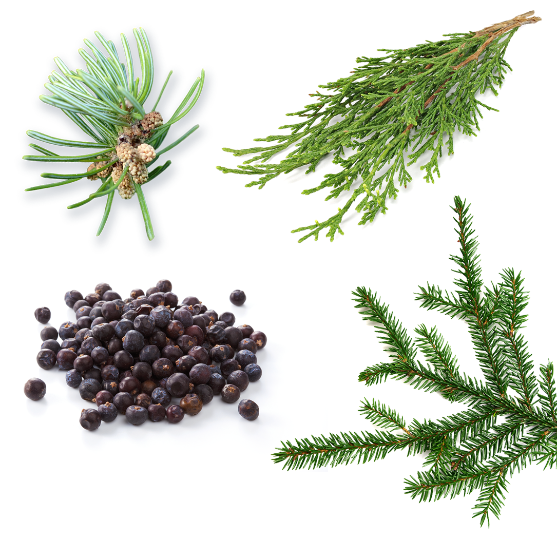 What's Inside Midnight Forest Image