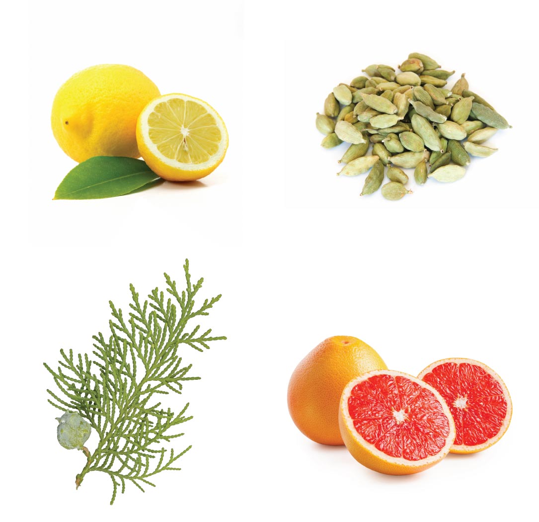 Shinrin Yoku What's Inside