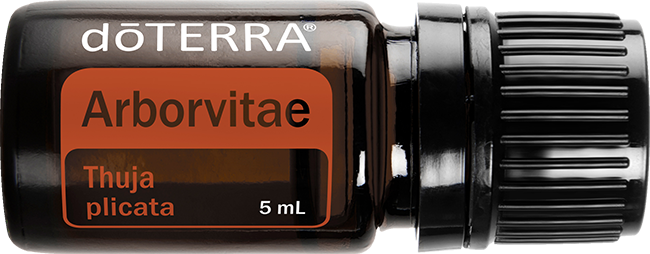 Arborvitae Essential Oil