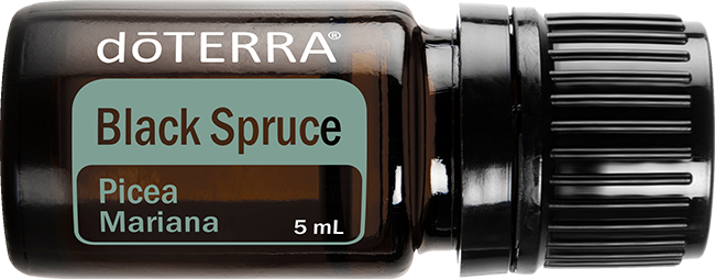 Black Spruce Essential Oil