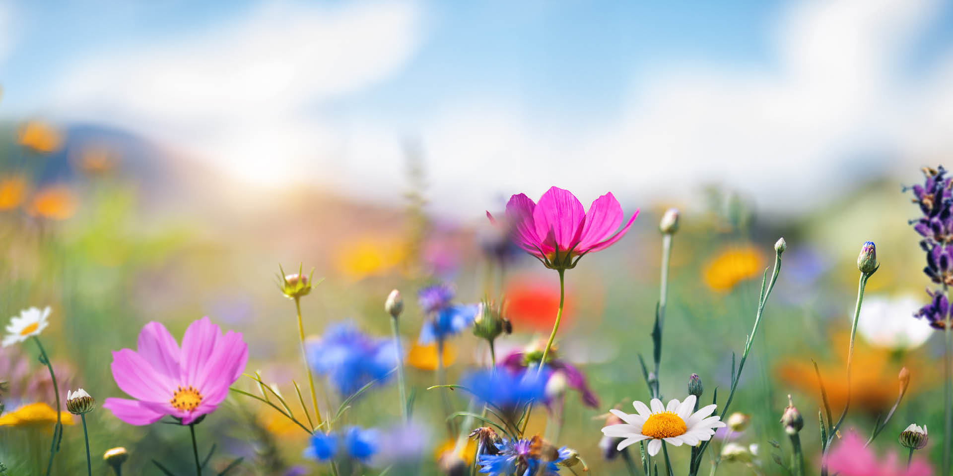 <!-- product_benefits_image_alt -->