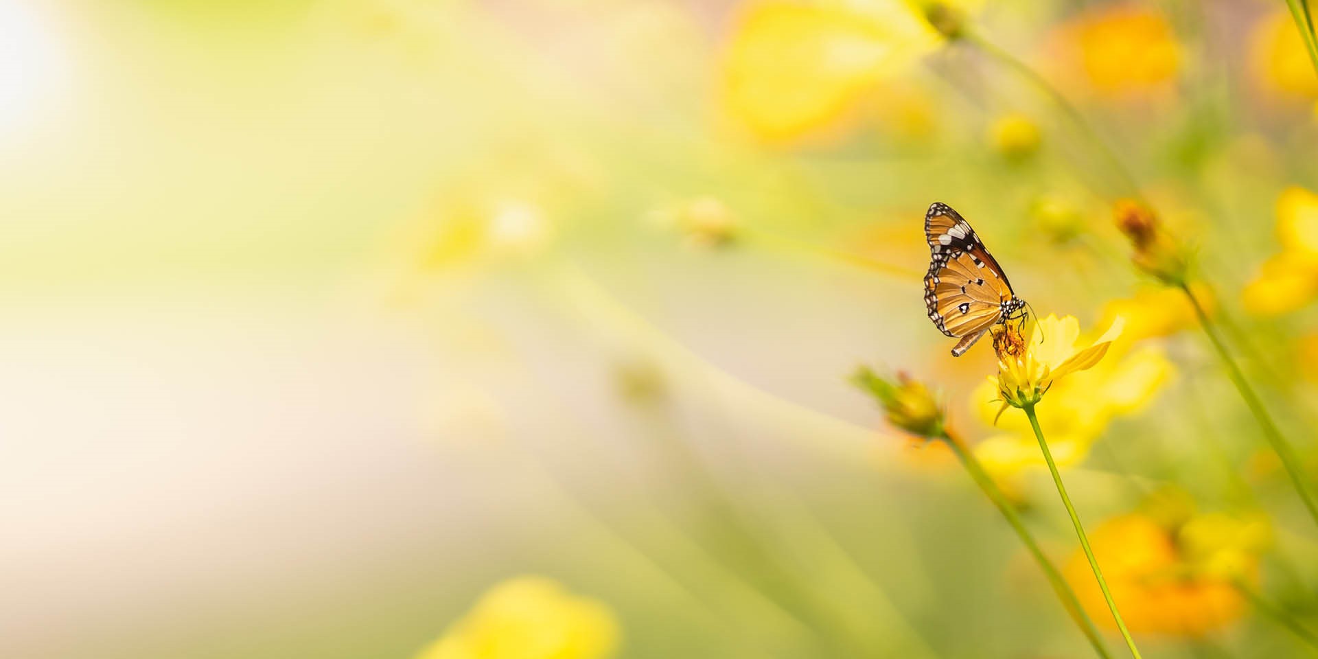 <!-- product_benefits_image_alt -->