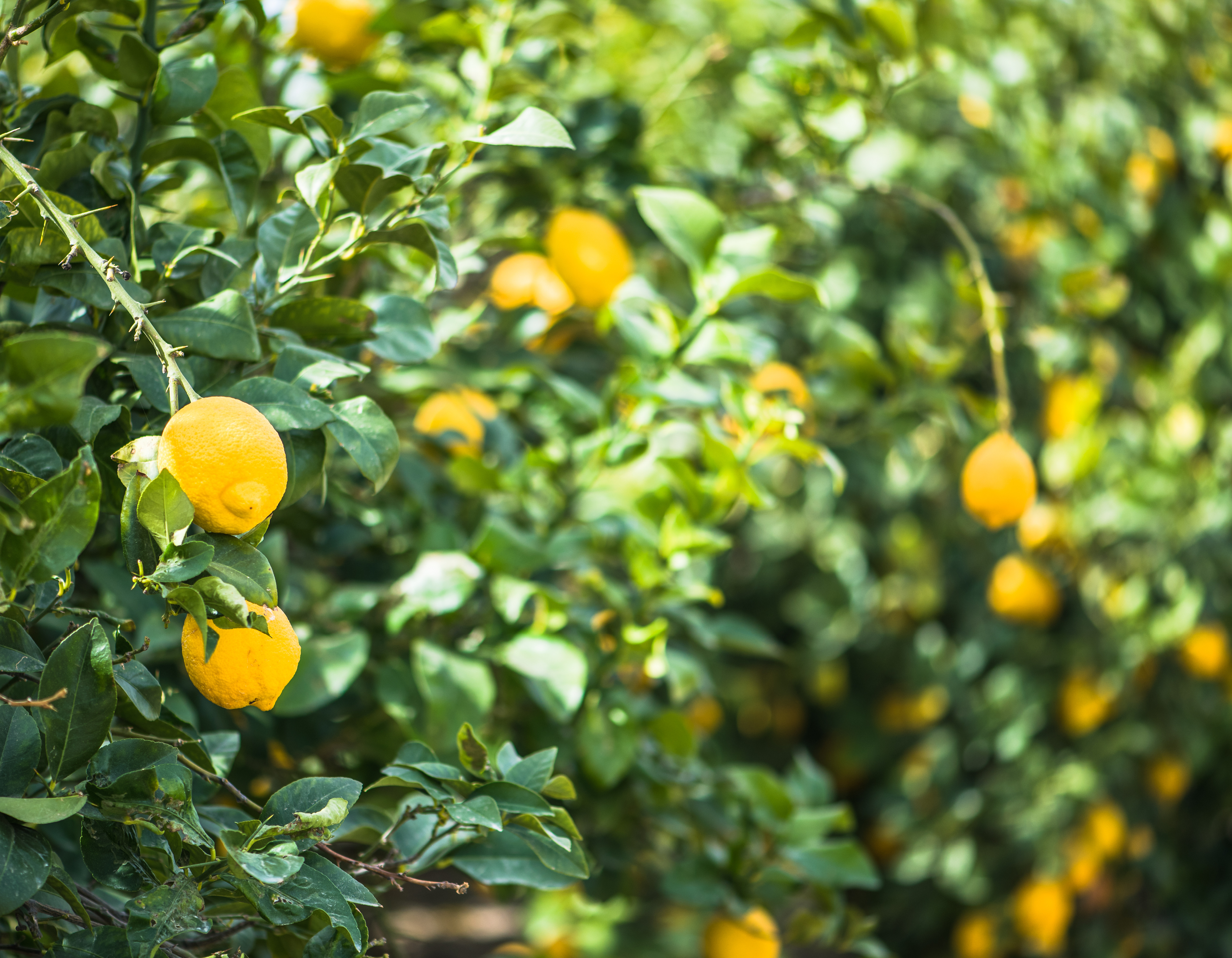 <!-- product_uses_image_alt -->