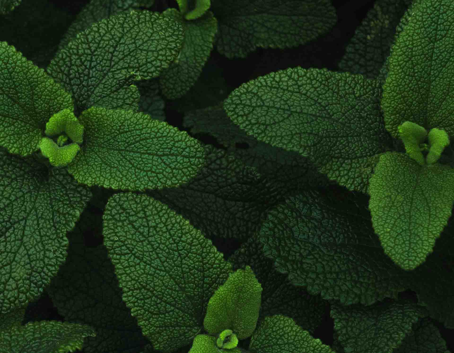 <!-- product_uses_image_alt -->