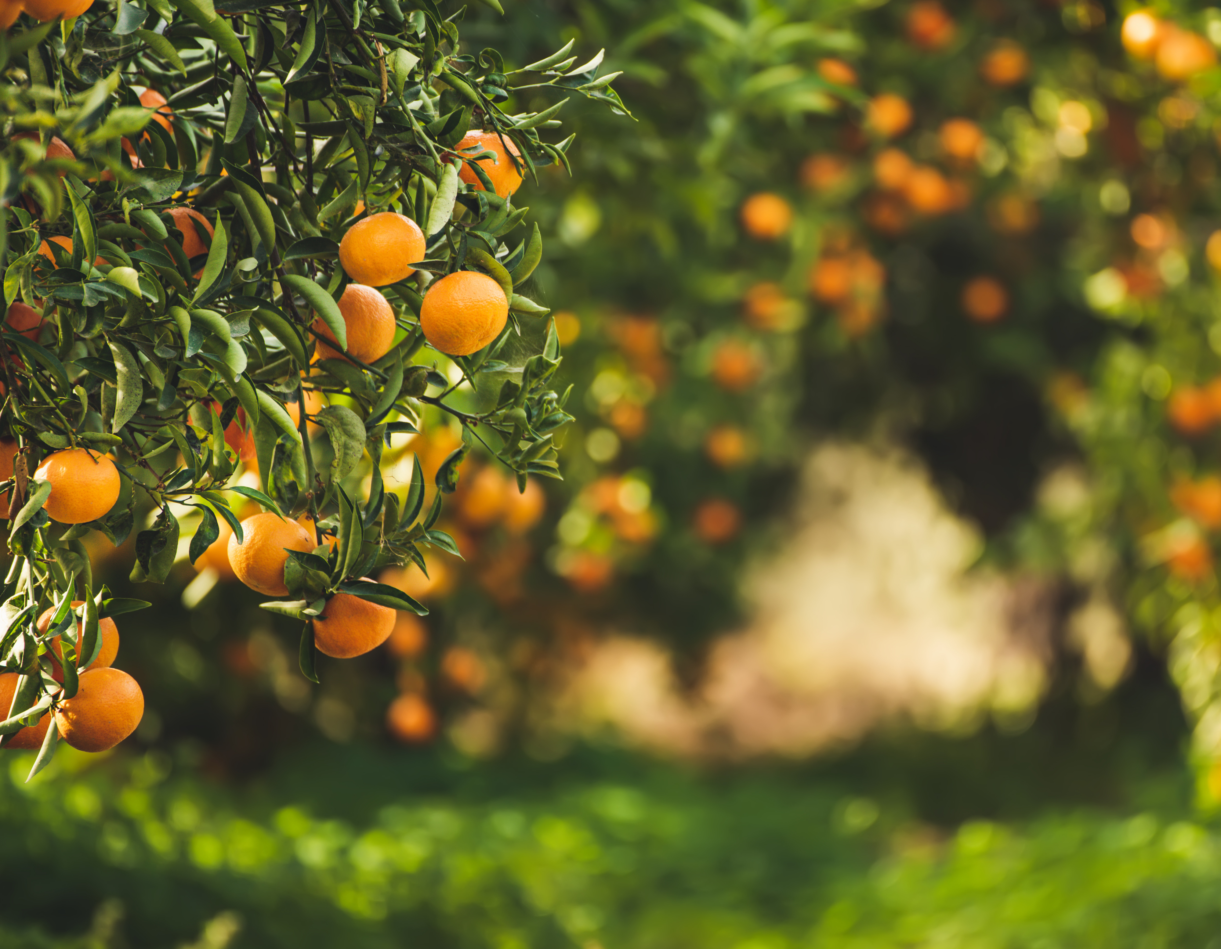 <!-- product_uses_image_alt -->