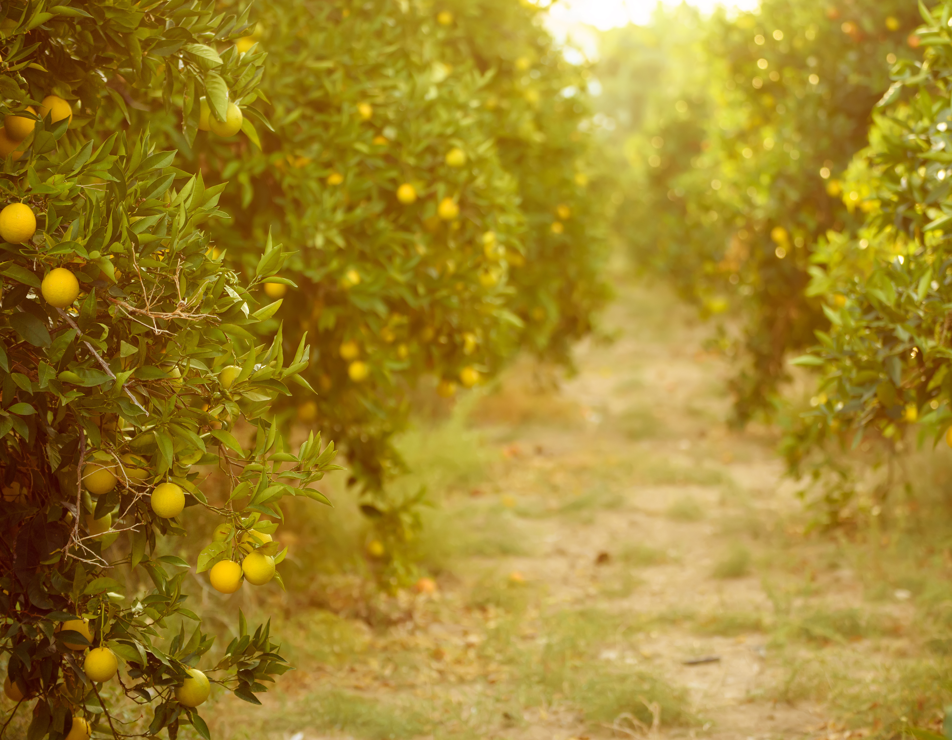 <!-- product_uses_image_alt -->