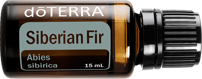 Siberian Fir