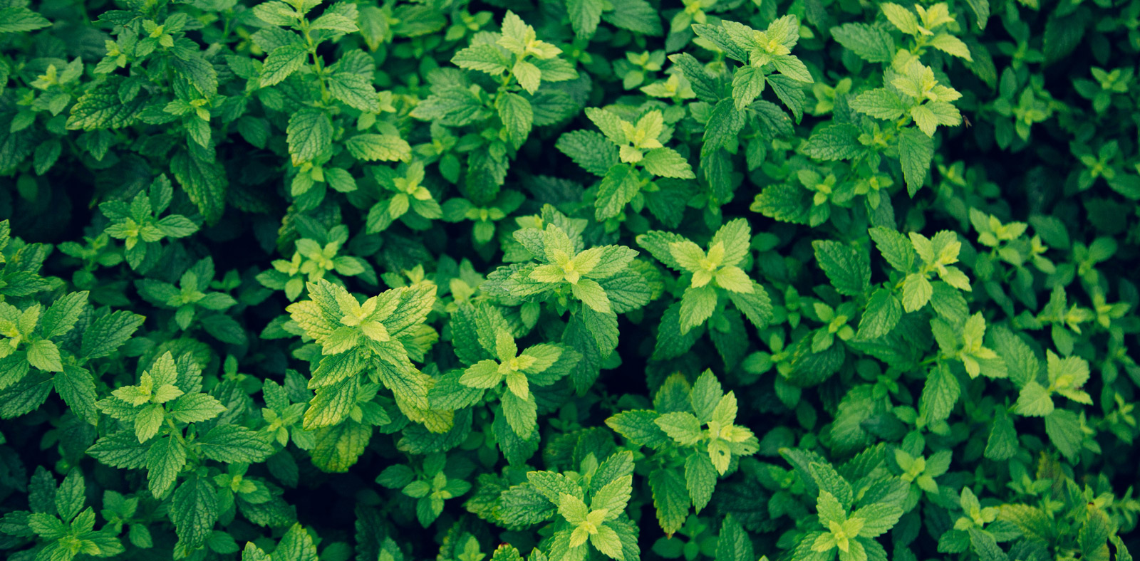 <!-- product_benefits_image_alt -->