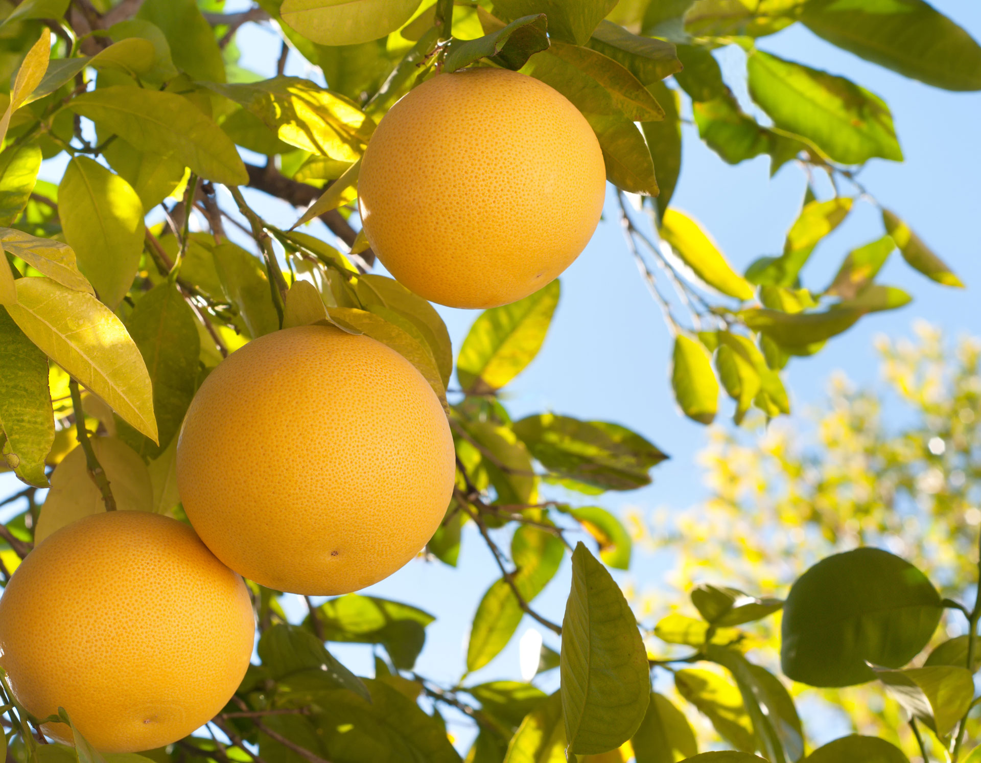 <!-- product_uses_image_alt -->